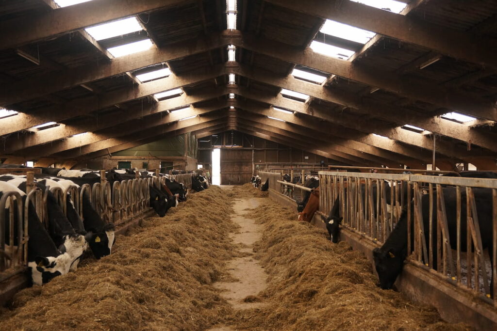 cows eating silage grass inside a farm