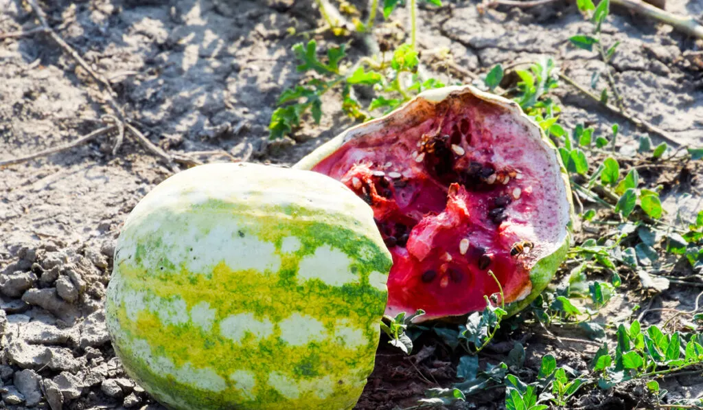 cracked opened rotten watermelon on the ground 