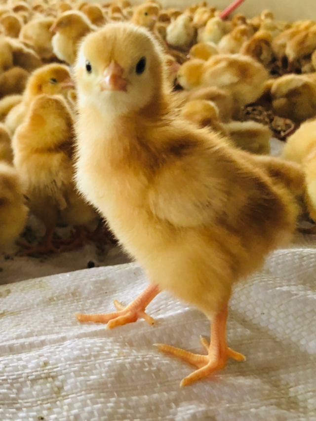 11 Reasons Your Baby Chick May Be Sick Farmhouse Guide