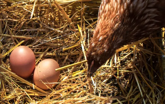 cropped-A-hen-checks-her-laid-egg-ee220509.jpg