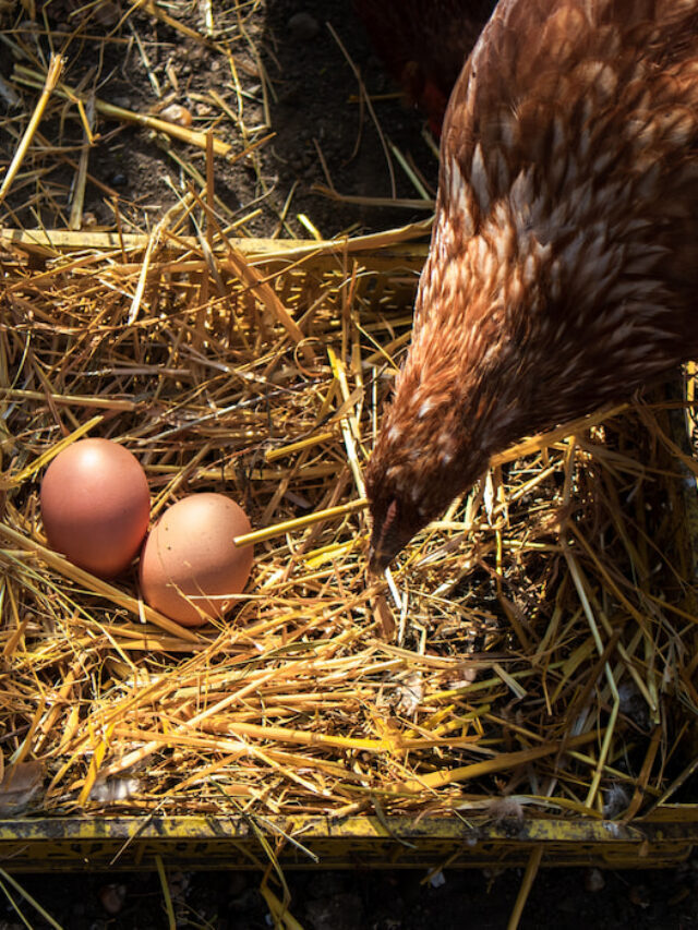 Can You Incubate Duck and Chicken Eggs Together?
