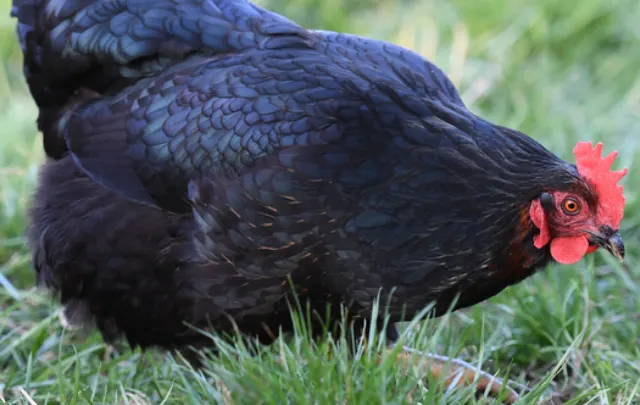 cropped-Black-Chicken-Walking-in-Backyard-Looking-for-Bugs-ss2201513.png
