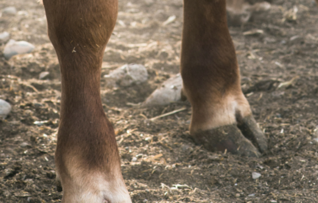 cropped-Calves-hooves-in-farm-ee220507.png
