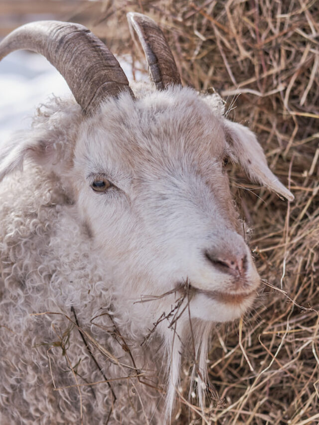 goats-wasting-hay-here-s-what-to-do-farmhouse-guide