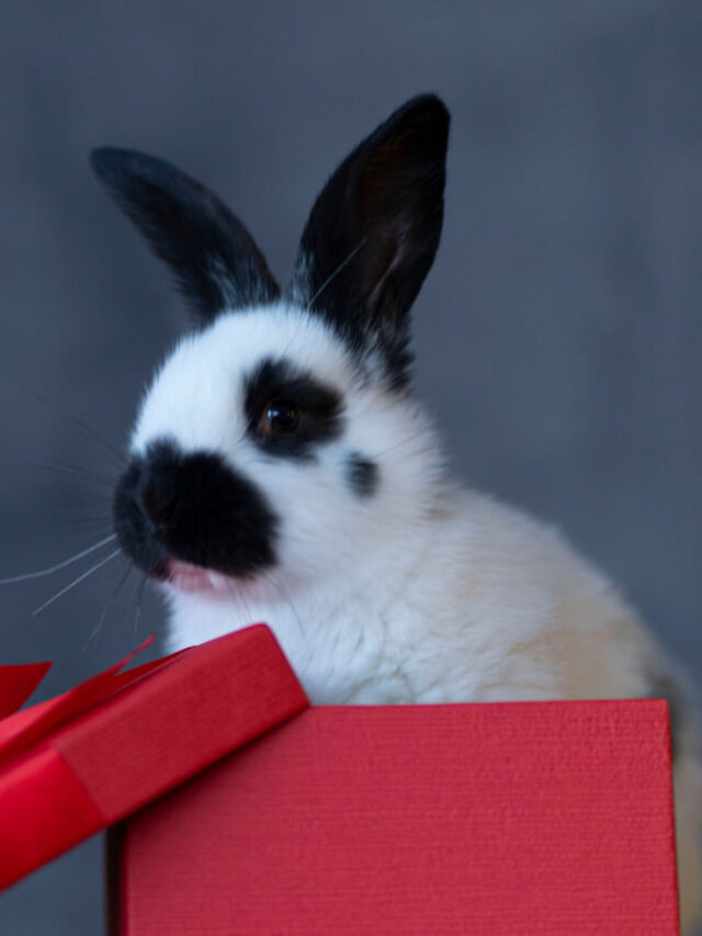 7 Cute Black and White Rabbit Breeds