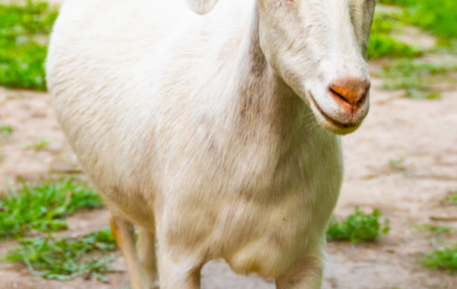 cropped-Goat-living-in-the-russian-village-ss220514.png