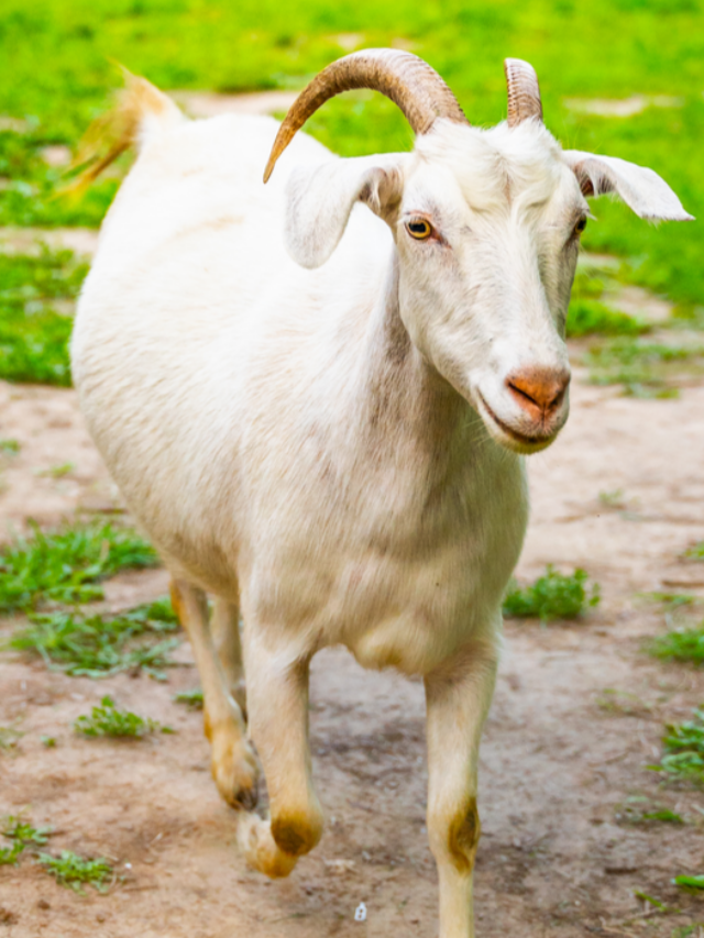 Can You Have Just One Goat? Farmhouse Guide
