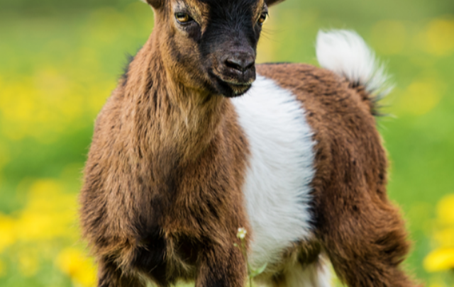 cropped-Little-Nigerian-pygmy-goat-baby-on-the-field-with-flowers-ss220514.png