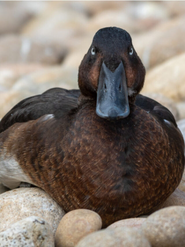 Can Duck Manure Be Used as Fertilizer? Farmhouse Guide