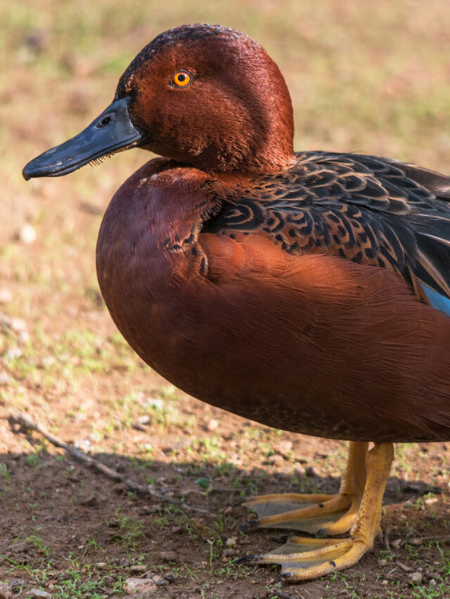 Will Male Ducks Kill Baby Ducks? Farmhouse Guide