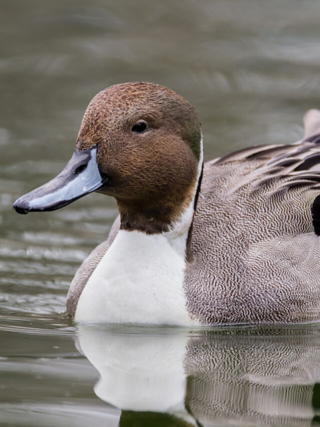 Do Ducklings Need Grit? Farmhouse Guide