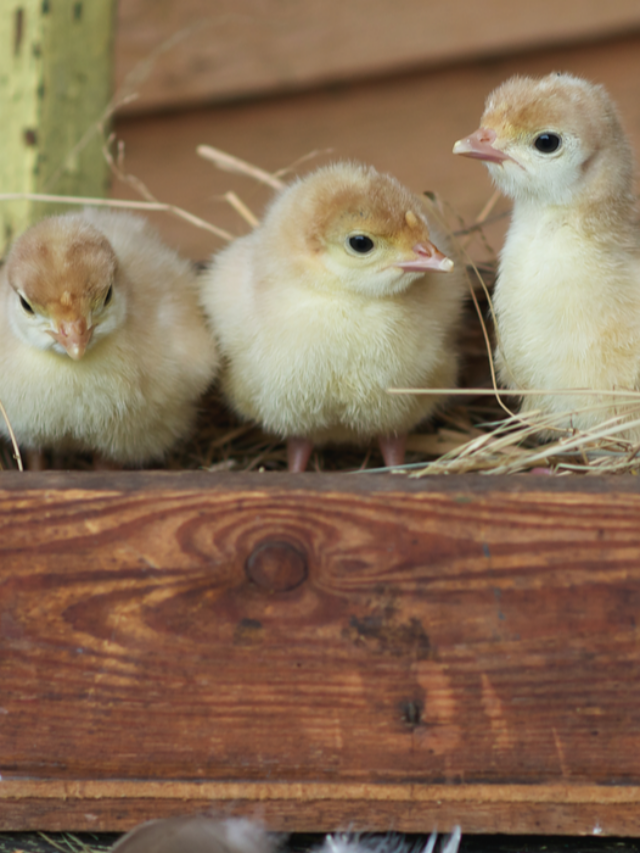 11 Reasons Your Baby Turkeys Are Dying Farmhouse Guide