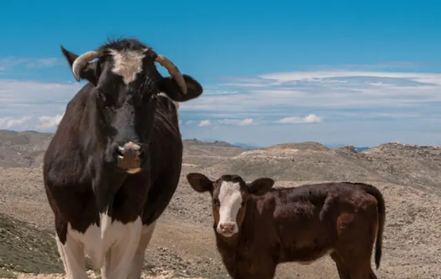 cropped-Three-cows-in-the-mountains-with-sky-in-background-ee220513.jpg