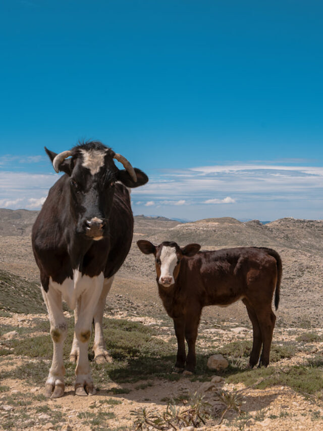 Cow, Steer, or Heifer? What’s the Big Difference?