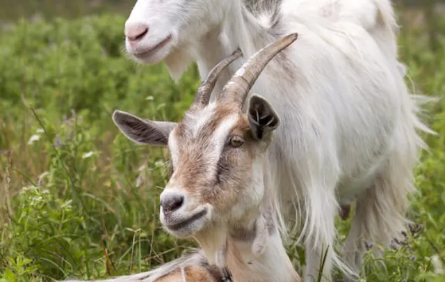 cropped-Two-nice-white-hairy-bearded-goats-with-long-horns-grazing-ee220512.jpg