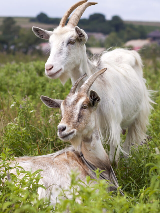 How to Clean Goat Poop