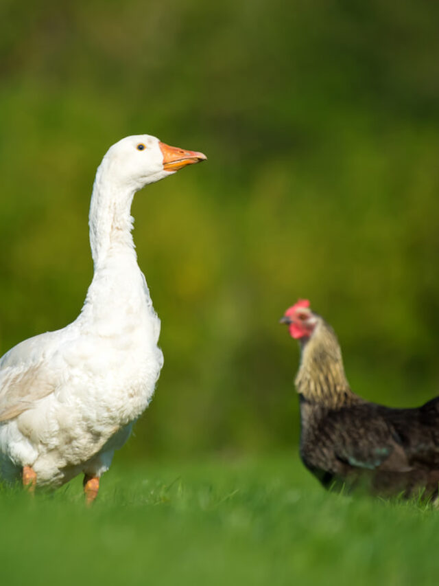 Why Your Ducks Are Attacking Your Chickens and What to Do Farmhouse Guide