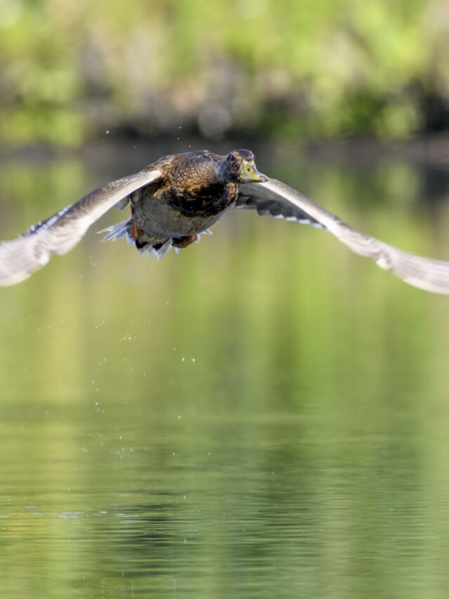5 Safe and Ethical Ways to Keep Ducks From Flying Away Farmhouse Guide