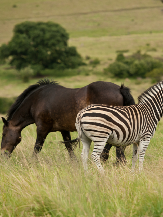 Can a Horse and Zebra Mate? Farmhouse Guide