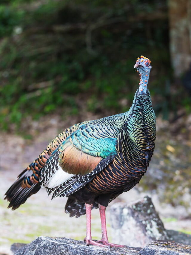 What Fruits Can Turkeys Eat? Farmhouse Guide