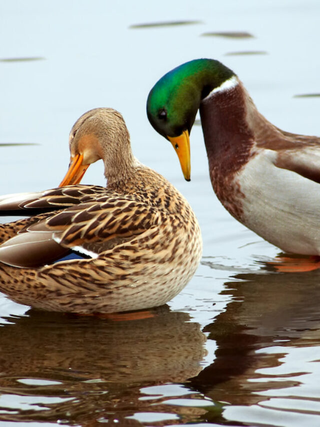 23 Rare Duck Breeds - Farmhouse Guide