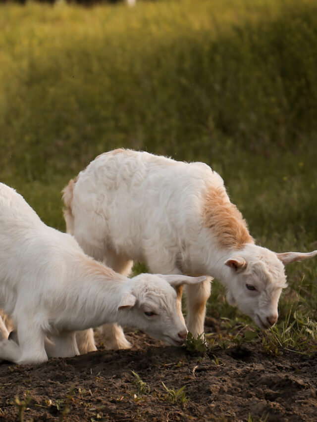 Do Baby Goats Need a Heat Lamp? Farmhouse Guide