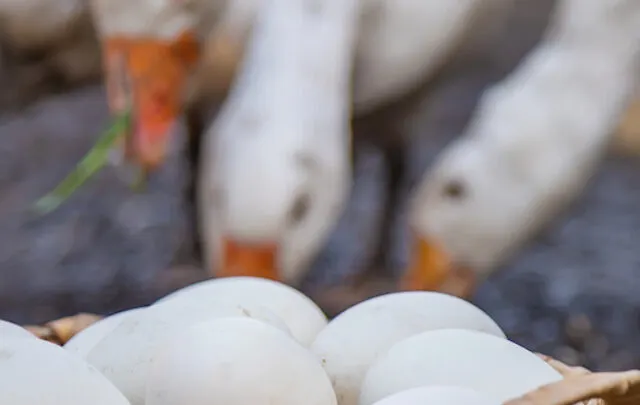 cropped-goose-eggs-in-a-basket-and-goose-in-the-background-ee220509.jpg