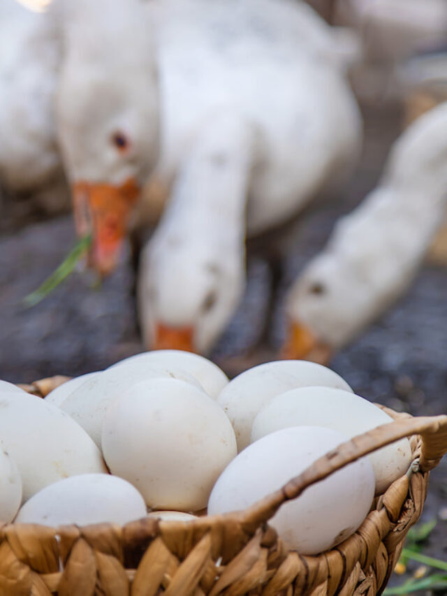 Will a Goose Sit on Bad Eggs