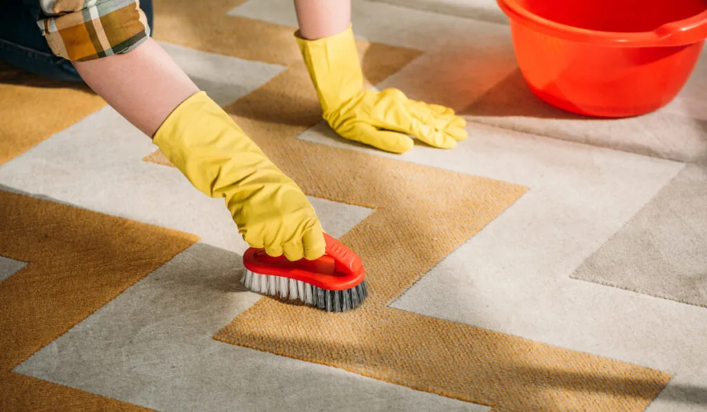 cropped image of woman cleaning carpet at home