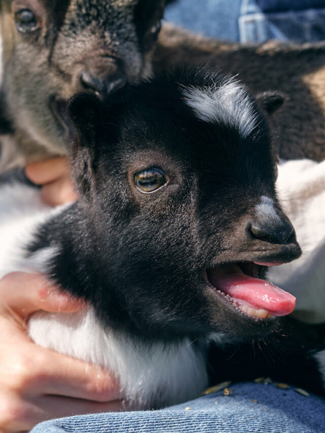 Goat Behavior: Why They Paw, Stomp, Bite, Headbutt and Act Out