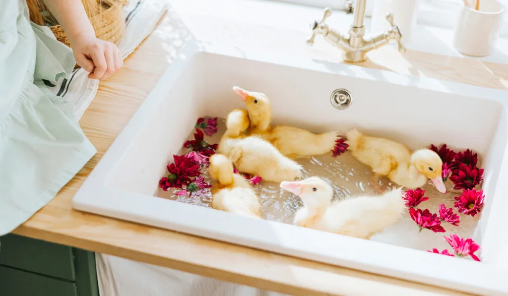 cropped photo of little girl watching ducklings bathing in sink with flowers