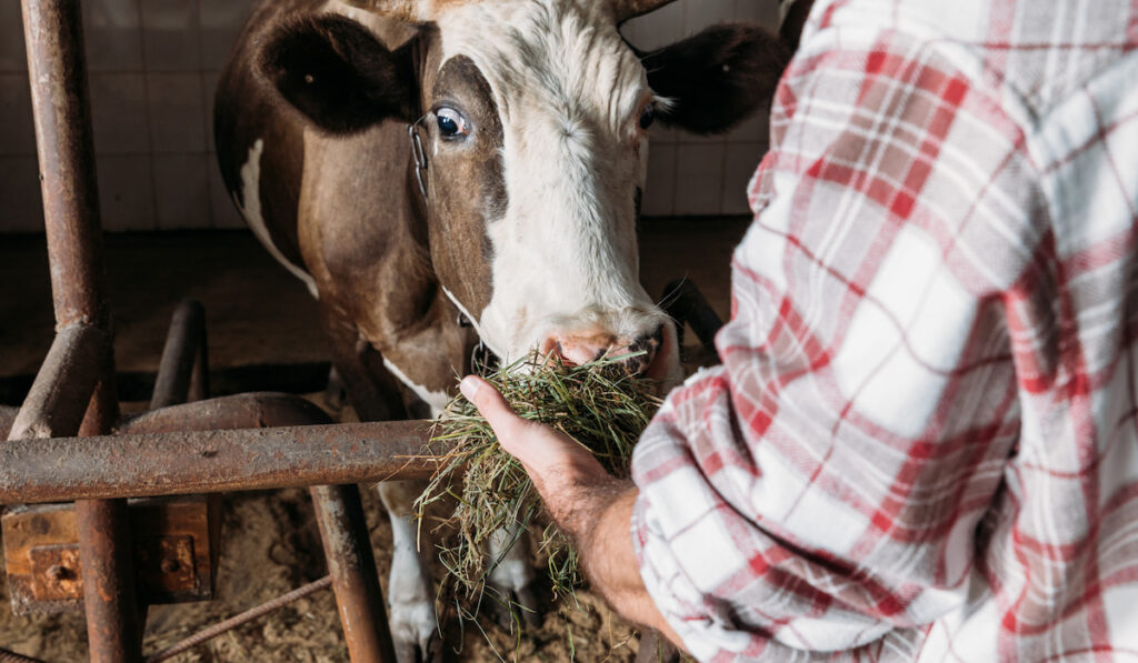 cropped shot of farmer feeding cow with hay in stall