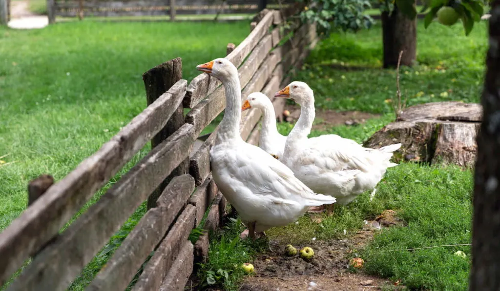 curious geese looking out a wooden fence 