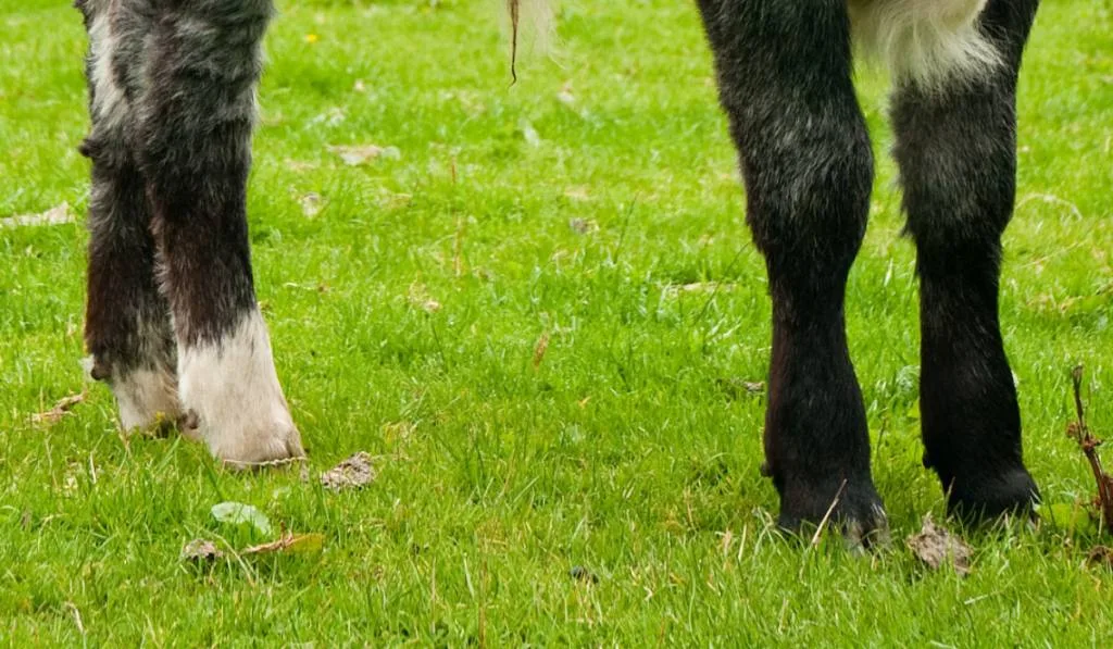 curious little grey calf
