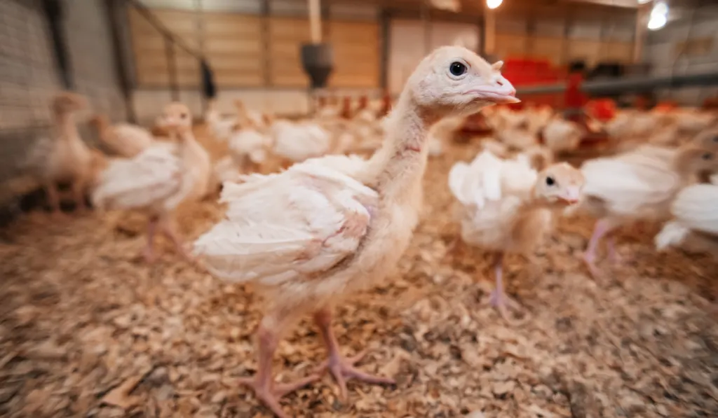 curious skinny little turkeys