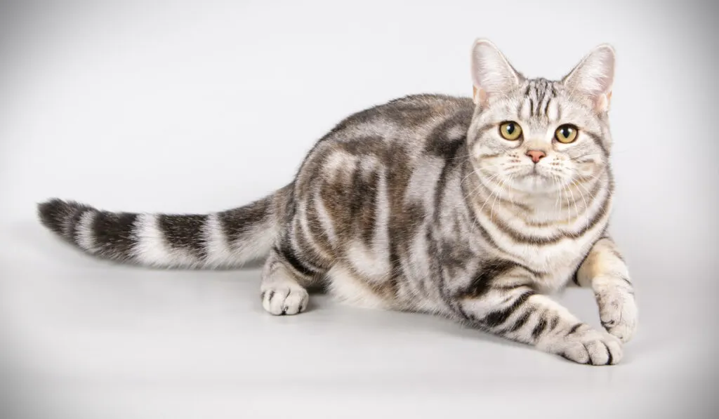 cute American Shorthair on white gray background 