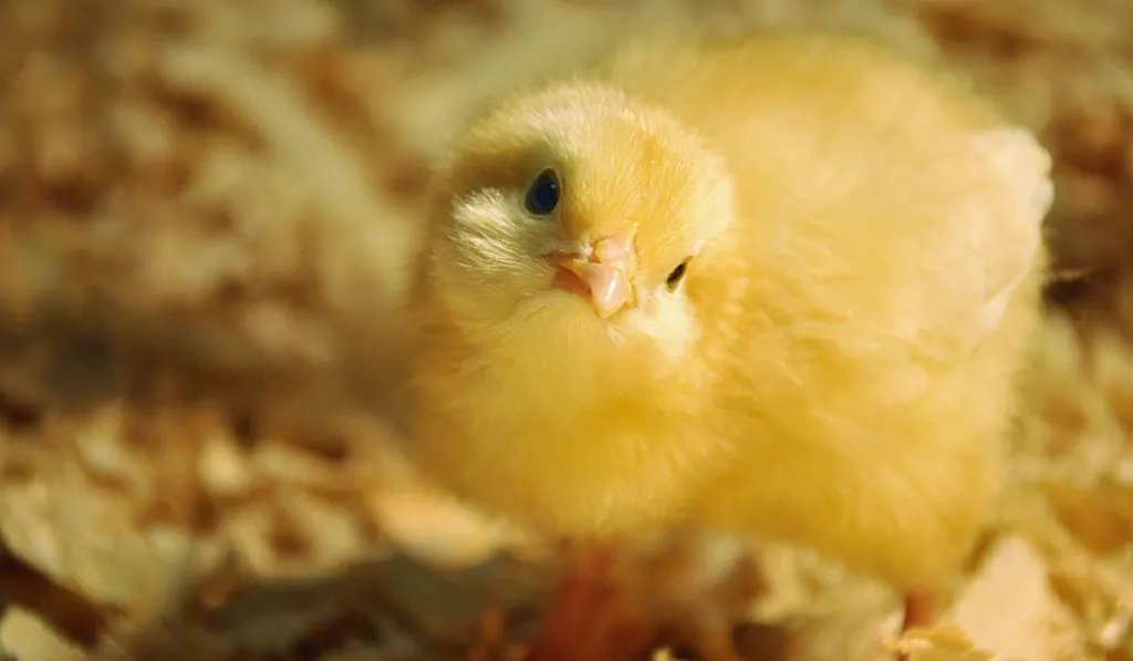 cute chick