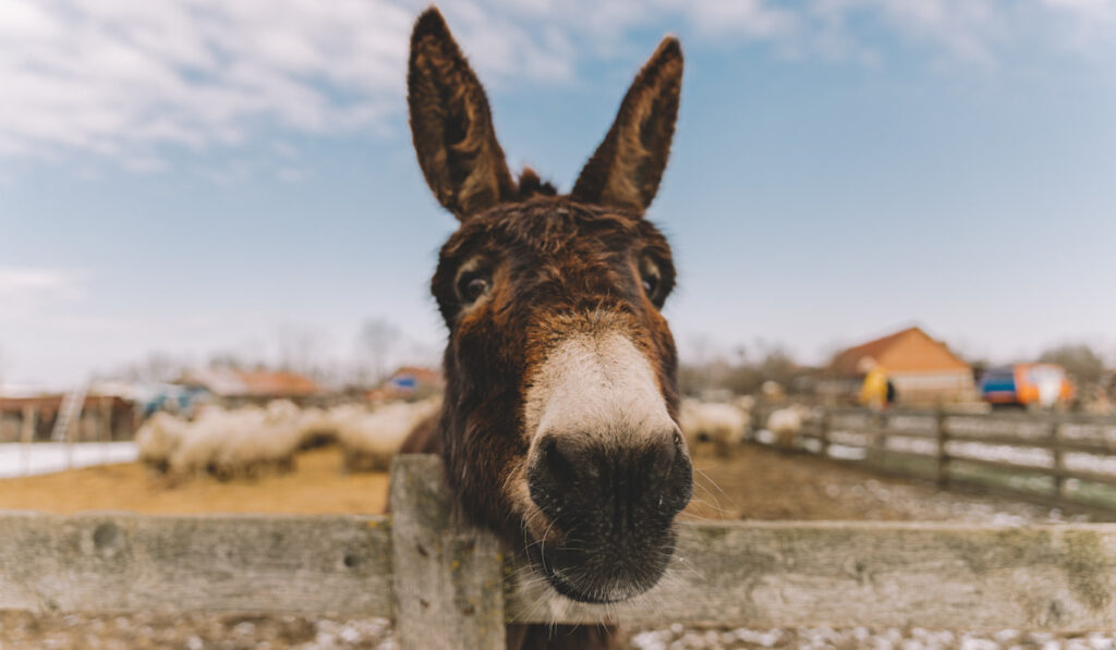 cute donkey leaning face on wooden fence 