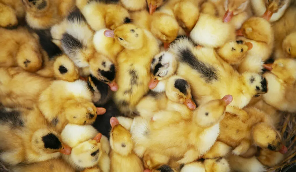 cute ducklings huddling together 