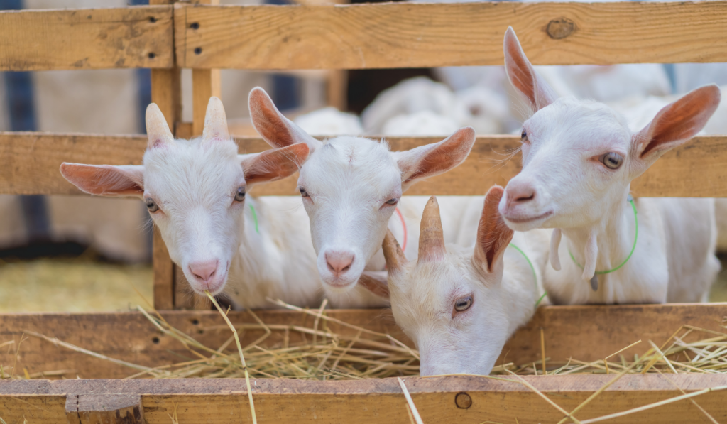 small white goats eating hay inside a fence
