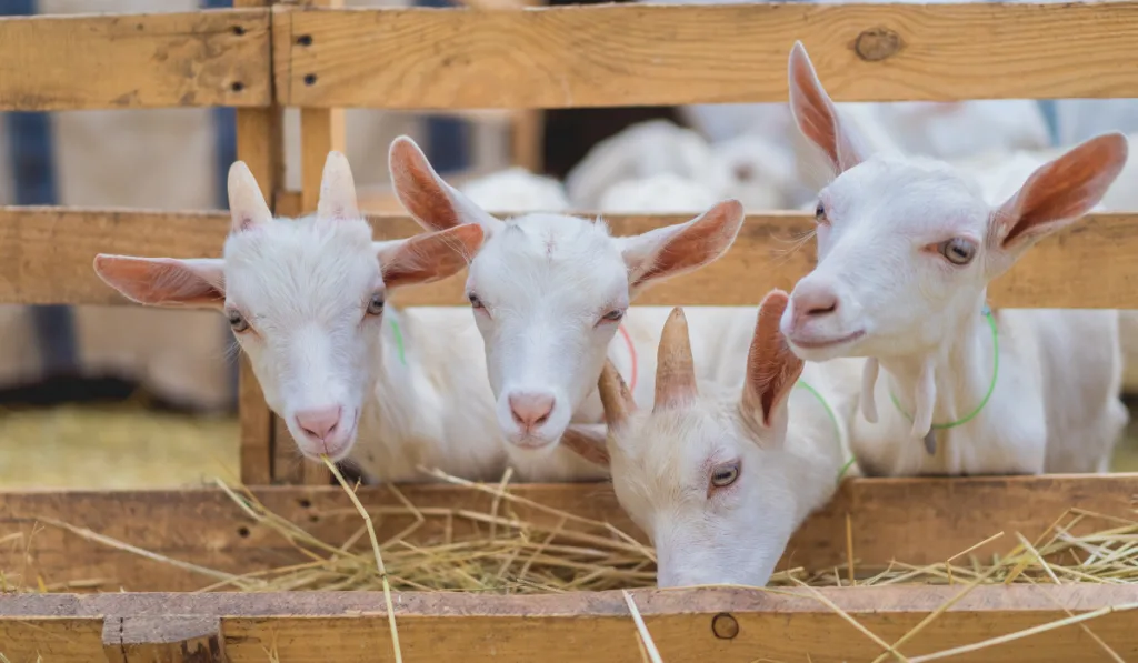 small white goats eating hay inside a fence