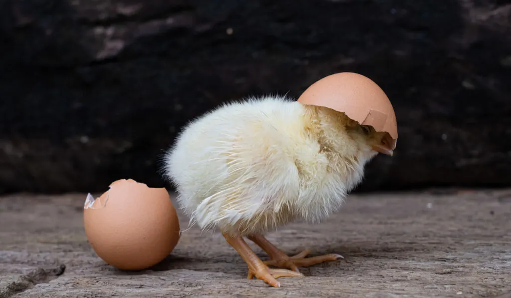 cute little chicks with egg shell on head 