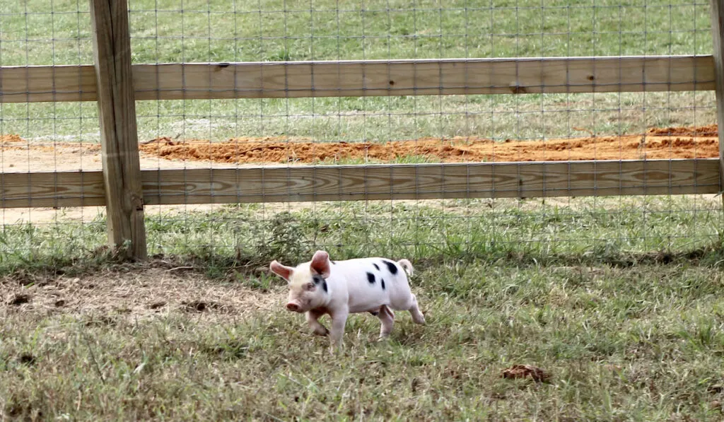 cute little pig on a farm 