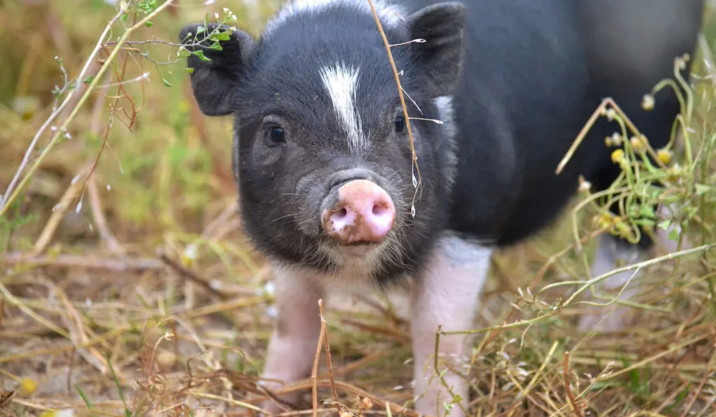 cute little piglet