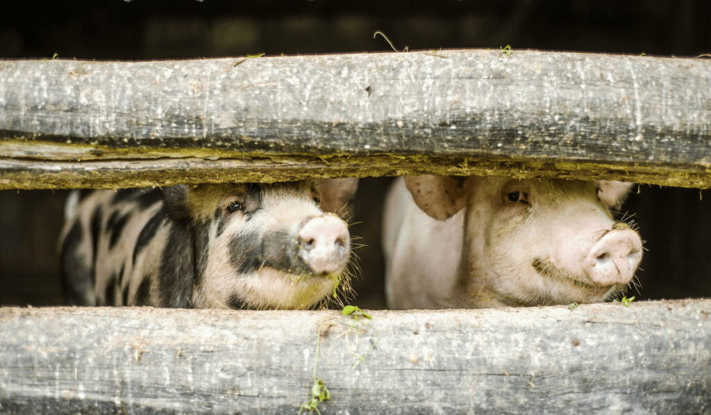 cute pigs behind a wooden fence 