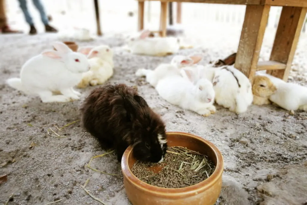 cute rabbit iseating from the wooden bowl