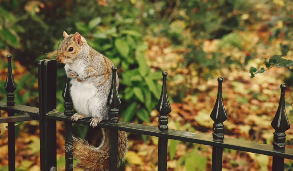 cute squirrel standing on metal fence