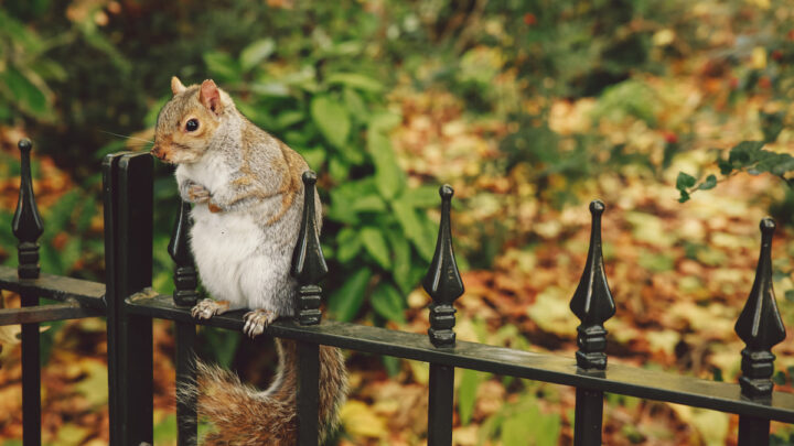 cute-squirrel-standing-on-metal-fence