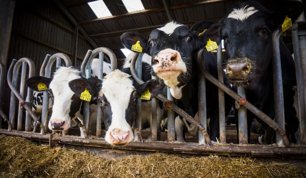 dairy cows eating in a farm 