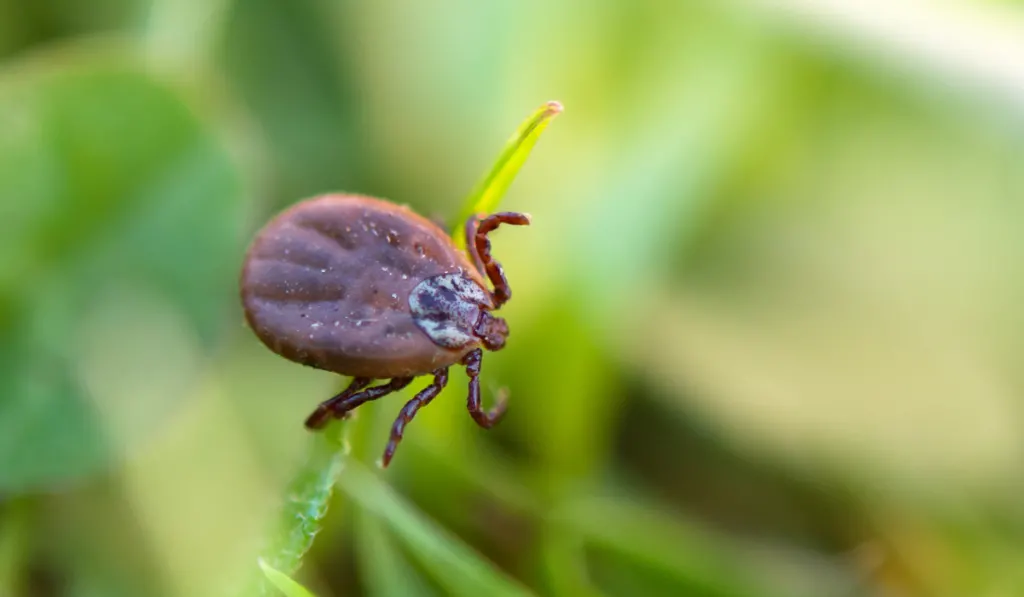 mites in a small leaf